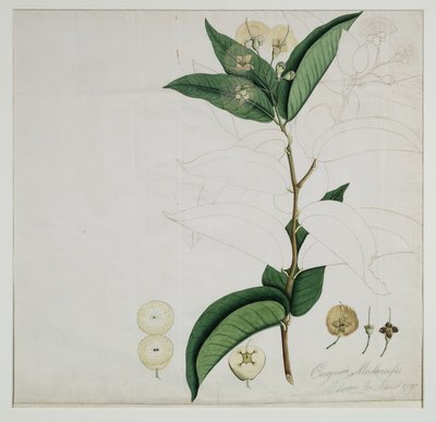 Syzygium aqueum (Burm. f.) Alston (Water rose apple), 1787 by Zayn al Din Zayn al Din